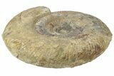 Huge, Jurassic Ammonite (Parkinsonia) Fossil - England #211761-3